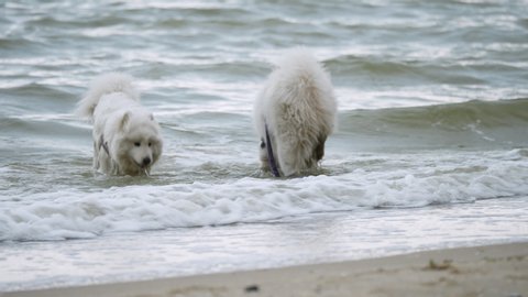 Cute White Samoyed Dogs and Husky Get Acquainted With the Sea. First Bathing of Dogs. Swimming Animals in Salt Water
