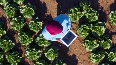 High aerial zoom out view of a Black African female farmer using a digital tablet monitoring vegetables on large scale vegetable farm