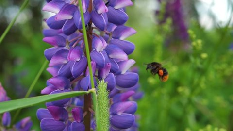 Garden lupine blooms beautifully and the bumblebee collects honey from the flower