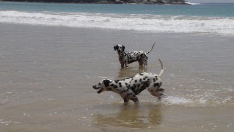 Two Dalmatians play on the beach. Happy Dalmatians playing with coconut on the beach. Happy Dog