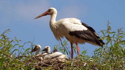 Close up of wild stork family enjoying sun in nest high on power pole.