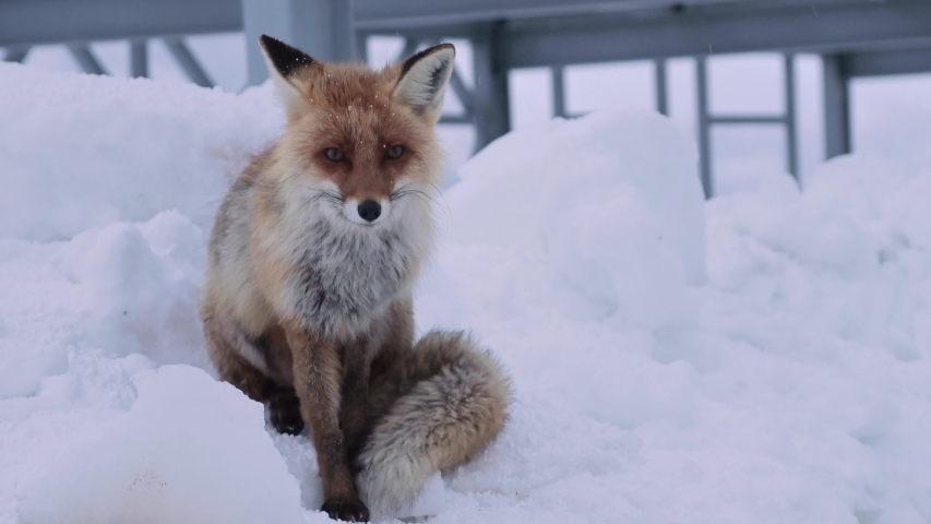 a-red-fox-image-free-stock-photo-public-domain-photo-cc0-images
