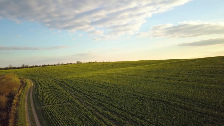 Aerial view of bright green agricultural farm field with growing rapeseed plants and cross country dirt road at sunset.