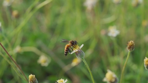 Slow Motion Bee Insect Flying On Stock Footage Video (100% Royalty-free ...