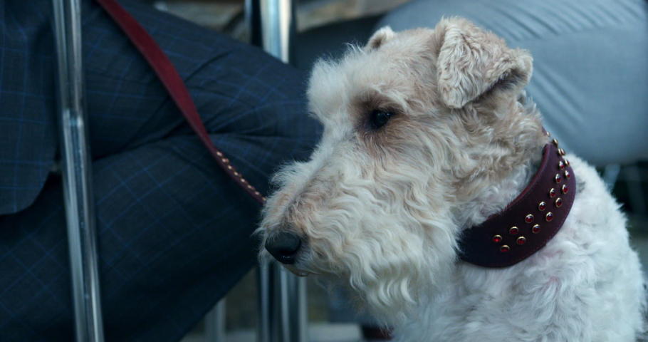 Close up of Wire Fox Terrier at an outdoor cafe in London, England.