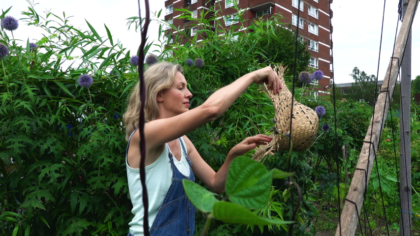 Mature woman wearing denim dungarees working in her urban allotment in Surrey.