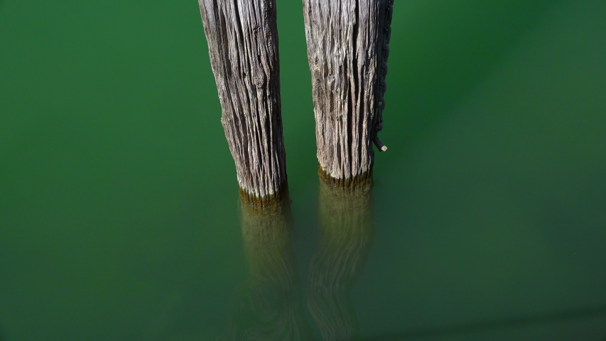 MS Oak logs standing in water, Friedrichshafen, Baden Wuerttemberg, Germany