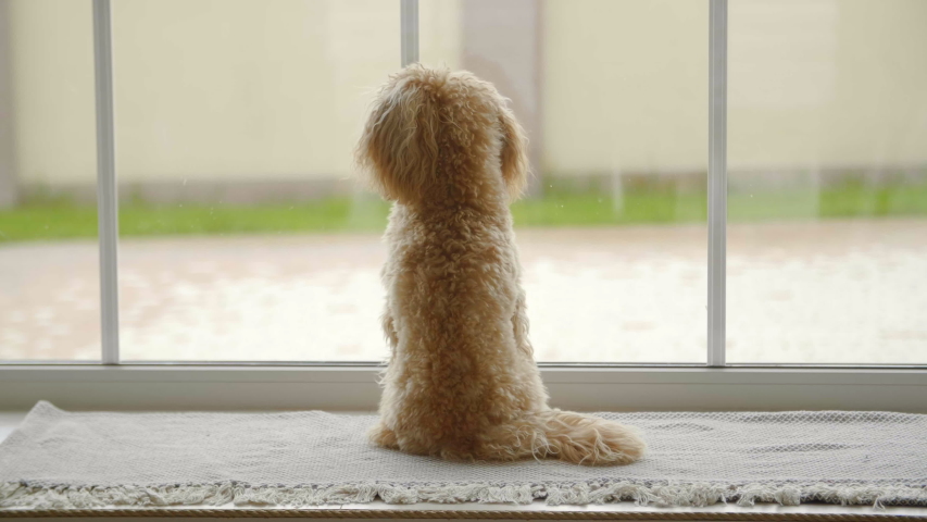 small cute poodle Puppy waiting for owner near big panoramic window, 4k. little sad maltipoo Royalty-Free Stock Footage #1054443587