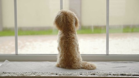 small cute poodle Puppy waiting for owner near big panoramic window, 4k. little sad maltipoo