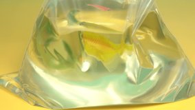 Closeup view 4k video footage of three bright colorful glow fish in transparent package just bought in pet shop. Two green and yellow ternetzi fish and one pink danio.