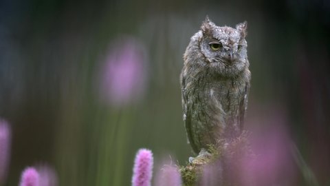 Eurasian scops owl (Otus scops) resting on a tree trunk in a meadow full of flowers. Shallow depth of field, colorful background.