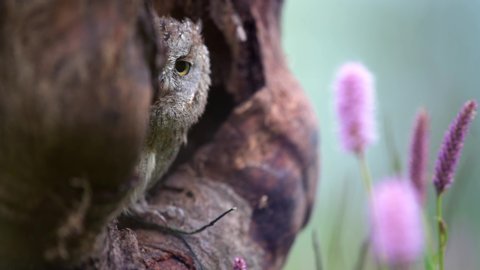 Eurasian scops owl (Otus scops) resting in a tree hollow. Rare little owl, portrait.