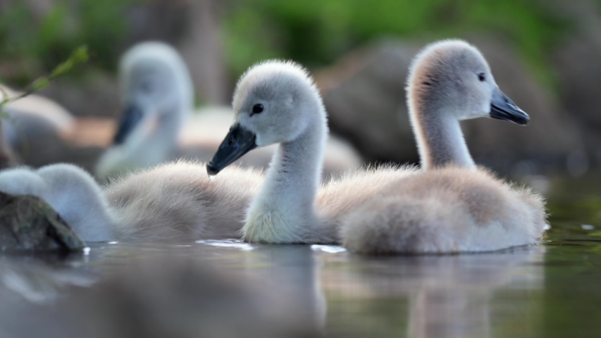 Young swans looking for food and feeding on grass on water. Cubs, cute animals. Close up shots.