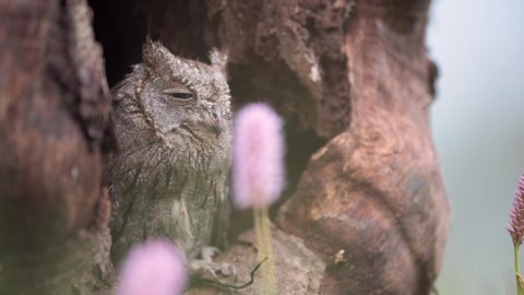 Eurasian scops owl (Otus scops) resting in a tree hollow. Rare little owl, portrait.
