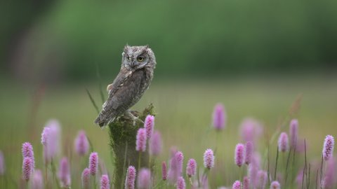 Eurasian scops owl (Otus scops) resting on a tree trunk in a meadow full of flowers. Shallow depth of field, colorful background.