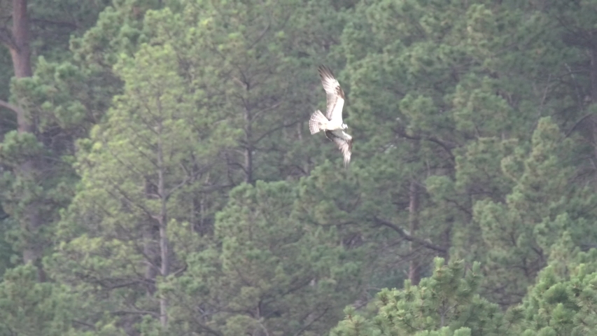 Osprey Predation Kill Capture Carrying Diving in Water with Fish Slow Motion