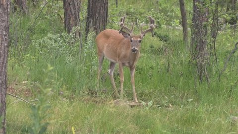 White-tailed Deer Buck Male Eating in Summer with Large Velvet Antlers