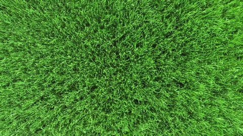 Aerial top down view of fresh green grass in meadow. Corn plants field, daylight, agricultural industry. Natural texture background, young wheat sprouts waving in wind. Harvest organic cultivate