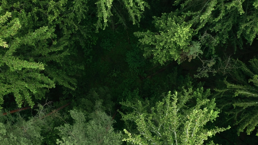Top down view mixed forest, woodland aerial. Drone flies over treetops conifers, cloudy day in natural park. Green moss, grass and plants. Zoom out and spin above colorful texture in nature Royalty-Free Stock Footage #1054450610