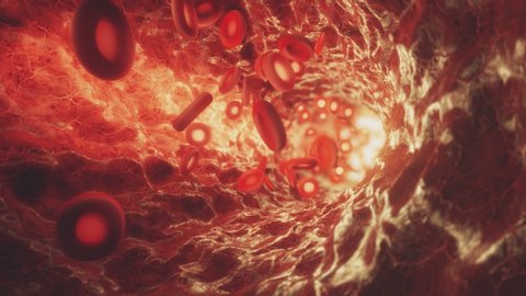 Red blood cells moving in the bloodstream in an artery. 3D seamless loop animation of hemoglobin cells traveling through a vein.