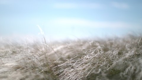 feather grass develops in the wind