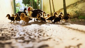 Ducks and ducklings roaming around