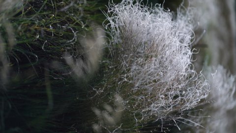 Vertical video. feather grass develops in the wind.