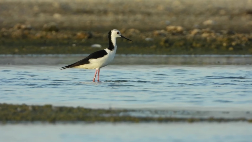Pied stilt playing around in a pond 