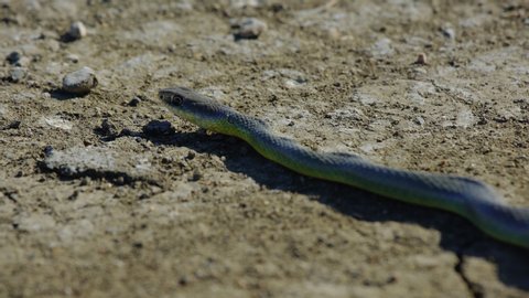 Close on green and purple snake flicking tongue in sun
