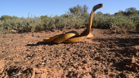 A yellow Cape cobra rearing up with flattened hood in South Africa