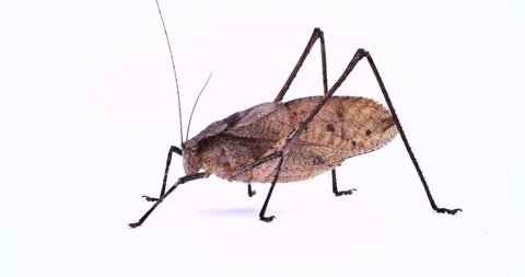 Insect called giant katydid.
Grasshopper. Giant katydid. Male.