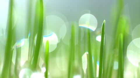 Fresh green grass with dew drops clips, rain drops on green grass video