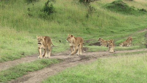 African lion (Panthera leo) females with six cubs walking on a road, Masai Mara, Kenya.