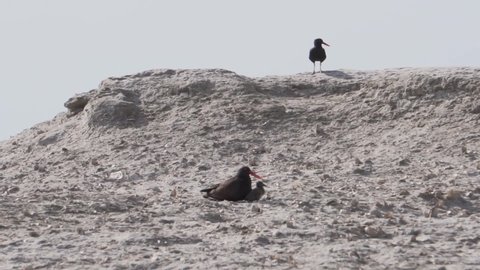 Beautiful Oystercatcher birds on the Patagonian cliffs - slow motion