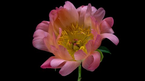 Timelapse of pink peony flower blooming on black background. Blooming peony flower open, time lapse, close-up. Wedding backdrop, Valentine's Day concept. Mother's day, Holiday, Love, birthday