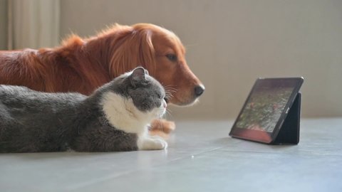Golden retriever and British shorthair cat lying on the ground looking at tablet