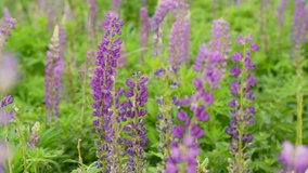 Closeup view 4k video footage of beautiful fresh green nature of countryside meadow with blossoming field purple lupin flowers.
