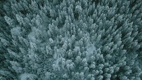 Aerial view of a frozen forest with snow covered trees at winter. Flight above winter forest in Finland, top view. - Powered by Shutterstock - Get 15% off with code: PIKWIZARD15