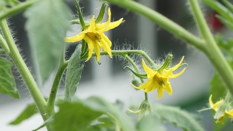 beautiful yellow flowers ovary of greenhouse tomatoes