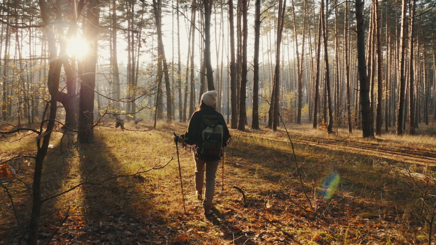 Rear view of a woman travels through an autumn pine forest with a backpack and sticks Royalty-Free Stock Footage #1054471223