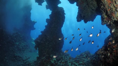 cave underwater with fish in it blue water ocean scenery school of fish hiding mediterranean ocean scenery 