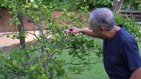 Asian senior farmer using pruner to trim branch of lime tree. farming and gardening concept