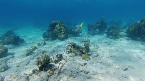 4k Underwater Video: Yellowtail Snapper (Ocyurus chrysurus) Swim Over Corals On Sandy Seabed In Clear Sea Water Towards The Camera Then Exit Frame.