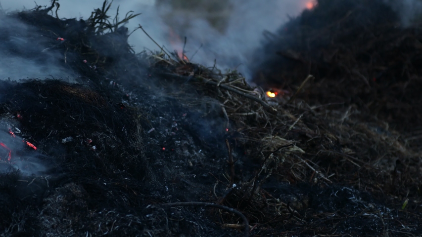 Dry grass smolders and smokes closeup. Last year's grass burning | Shutterstock HD Video #1054480049