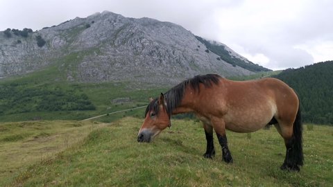 Horses grazing in the green meadows of Urkiola in Basque Country