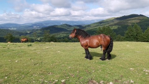 Horse brown without moving in the green meadows of Urkiola, Basque Country