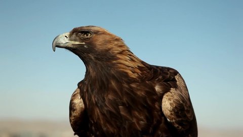 Eagle looked around before the hunt.This is a Mongolian and Kazakh eagle.