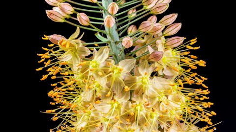 Yellow Flower Eremurus Blooming in Time Lapse on a Black Background. Foxtail Lily or Eremurus Stenophyllus