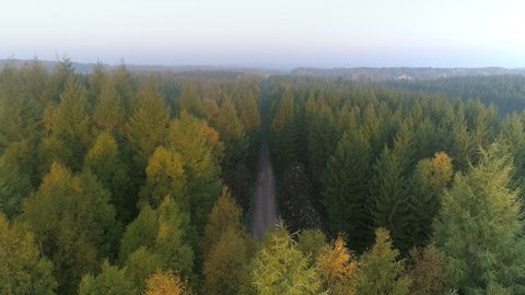 Aerial top down view of gravel road in forest in the autumn, misty morning. Drone shot flying over tree tops, Nature background in 4K resolution