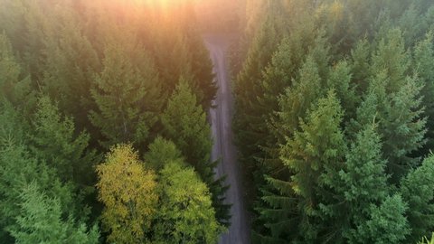 Aerial top down view of gravel road in forest in the autumn at sunrise. Drone shot flying over tree tops, Nature background in 4K resolution